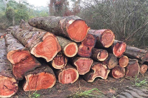 Chuẩn bị phôi gỗ là bước đầu tiên trong 7 bước quan trọng để sản xuất rèm hạt gỗ. Chuẩn bị phôi gỗ là bước đầu tiên trong 7 bước quan trọng để sản xuất rèm hạt gỗ.