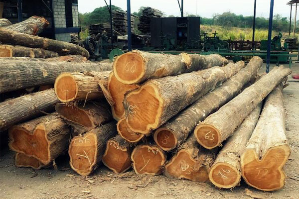 Gỗ thông có tên khoa học là "Pinus" là một trong những loại gỗ tự nhiên phổ biến.