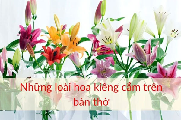 Hoa phong lan, hoa ly, hoa móng rồng,...là những loài hoa không nên cắm trên bàn thờ. Hoa phong lan, hoa ly, hoa móng rồng,...là những loài hoa không nên cắm trên bàn thờ.